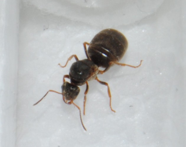 Lasius_sp.jpg