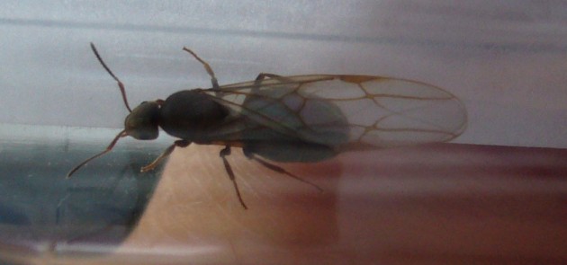 Formica3.jpg