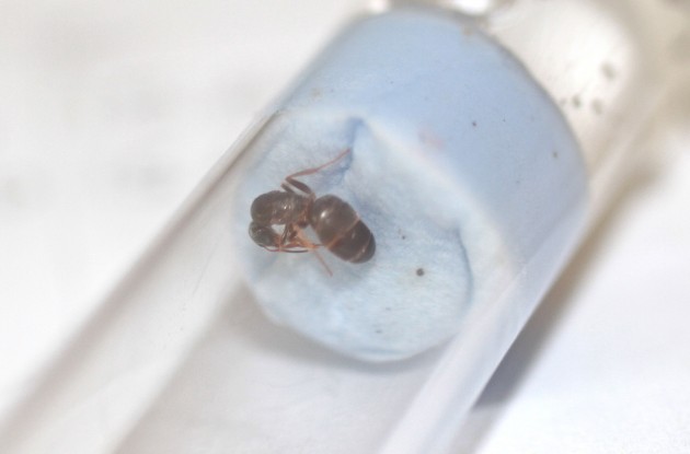 lasius1.jpg