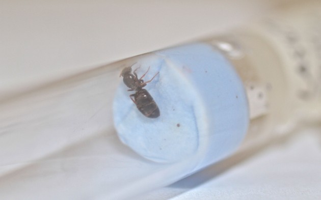 lasius3.jpg