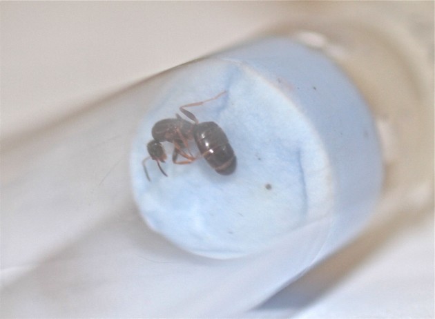 lasius2.jpg