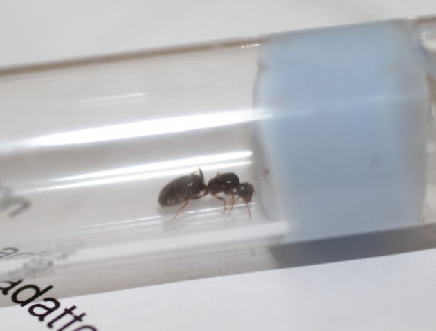 lasius6.jpg
