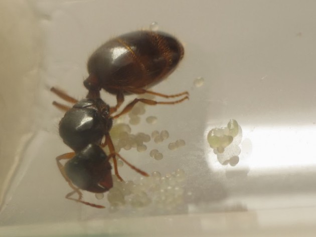Pheidole_pallidula_1_settimana.jpg