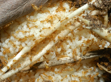 solenopsis fugax.jpg