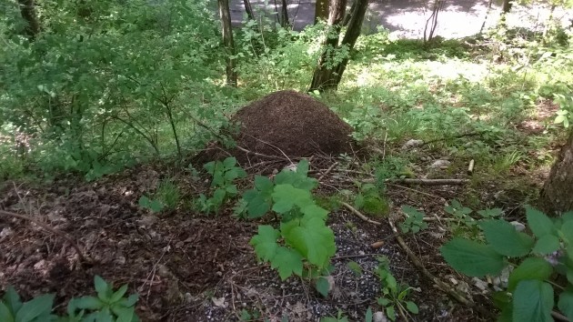 WP_20150516_004.jpg