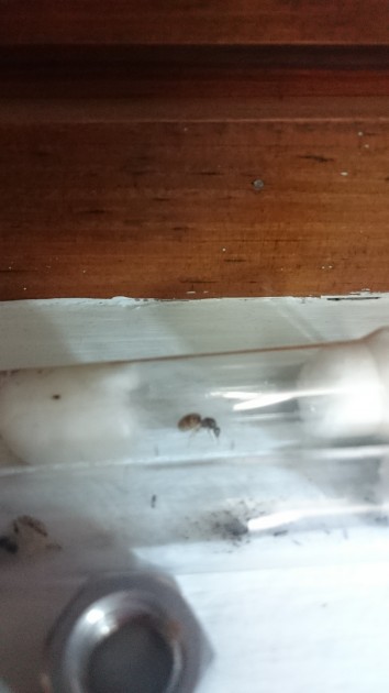 IMG-20150827-WA0046.jpeg