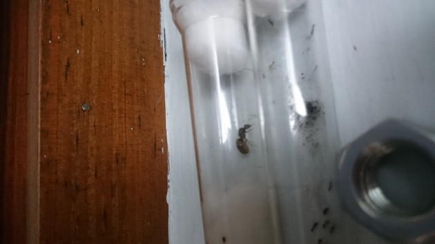 IMG-20150827-WA0051.jpeg
