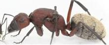 ant.JPG