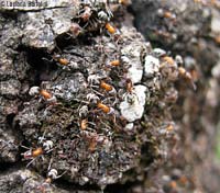 Liometopum microcephalum .jpg