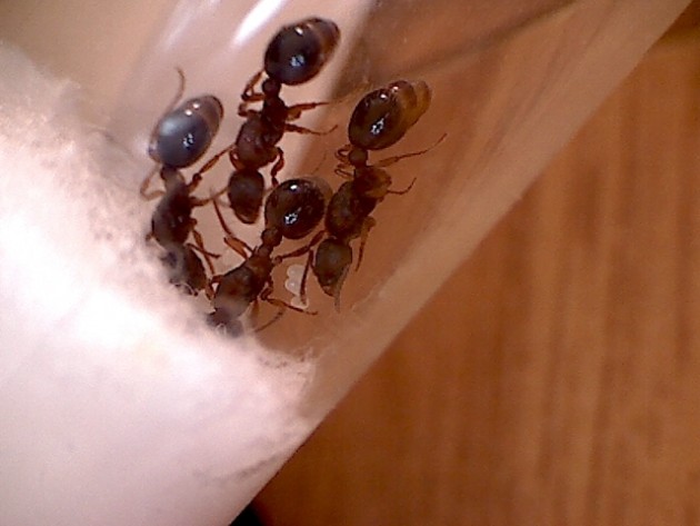 myrmica.jpg