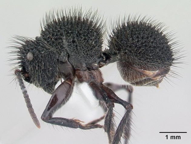 Echinopla melanarctos.jpg
