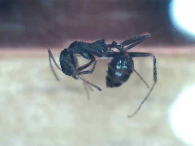 Aphaenogaster campana.jpg