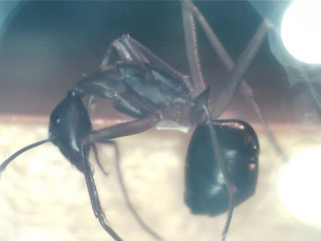 Camponotus gouldi.jpg