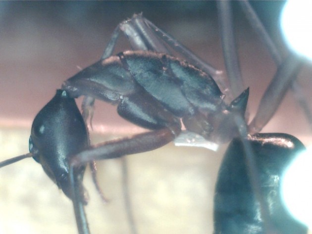Camponotus gouldi 2.jpg