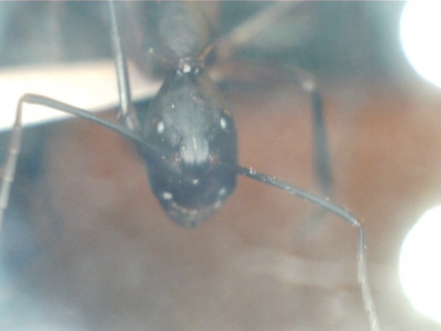 Camponotus gouldi.jpg