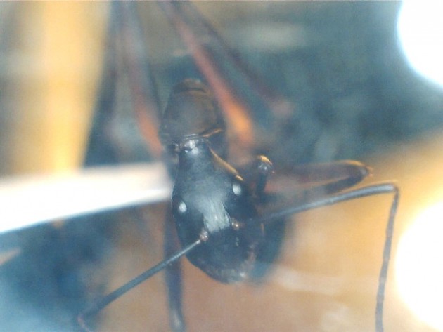 Camponotus gouldi 2.jpg