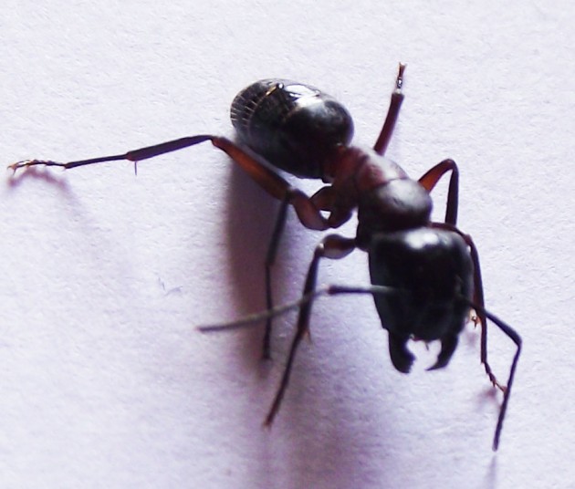 DSCF4568.JPG
