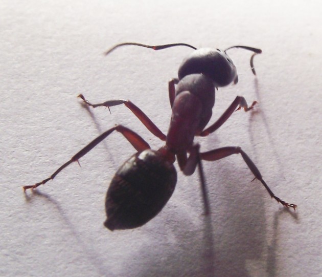 DSCF4572.JPG