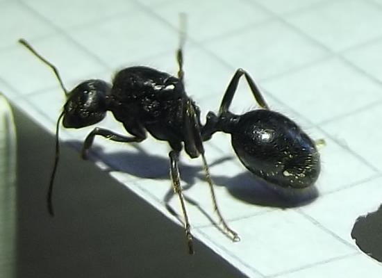 formica3.JPG