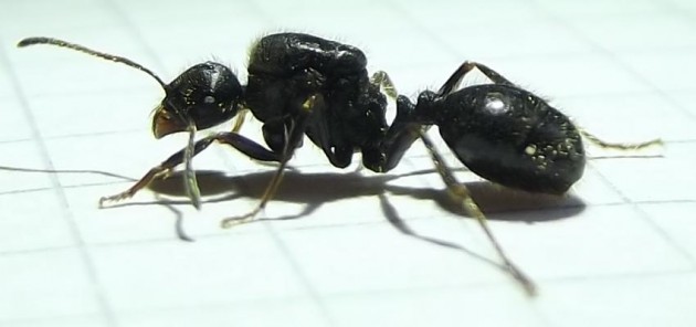formica4.JPG