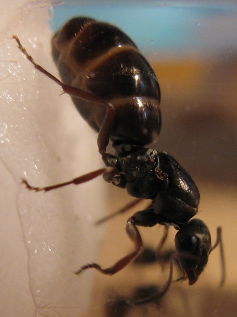Formica sp.jpg