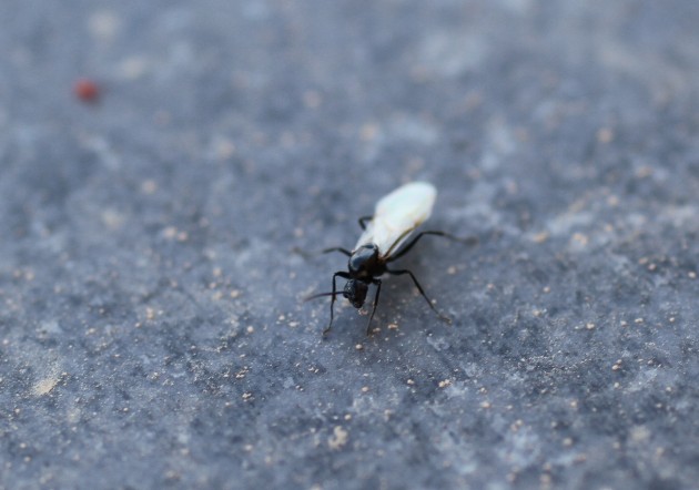 male2.jpg
