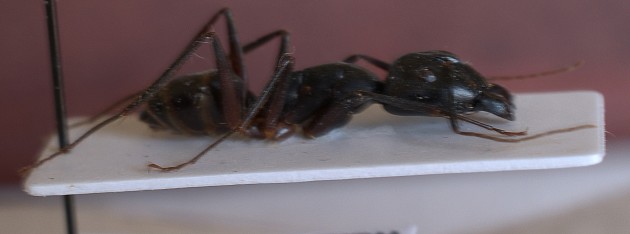 n° 4a.jpg