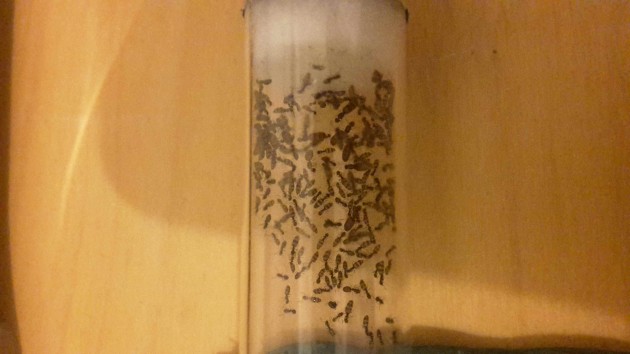 IMG-20160512-WA0017.jpeg