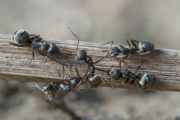 formica_cinerea_3.jpg