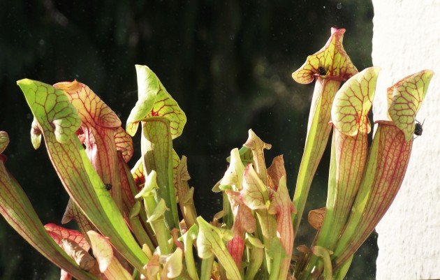 DSCF4690.JPG