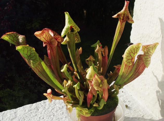 DSCF4689.JPG