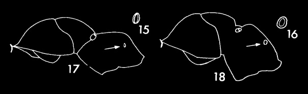 lasiusformicathoraxspiracles.png