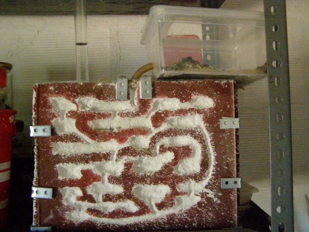 Formicarium.JPG