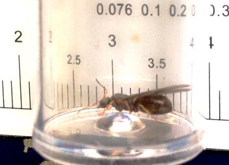 lasius.jpg