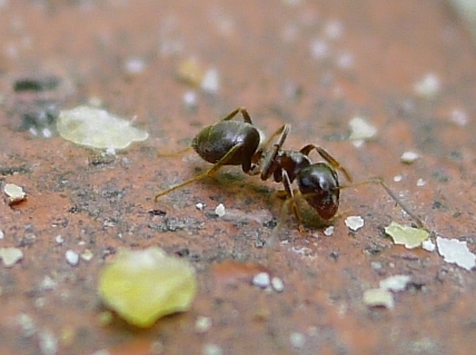 lasi1.jpg