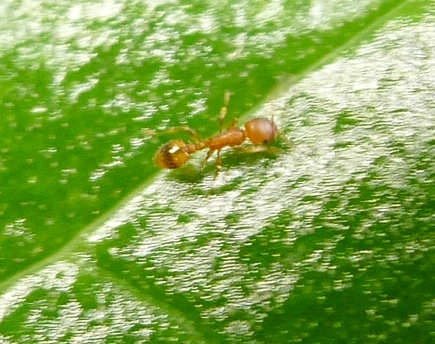 amber1.jpg