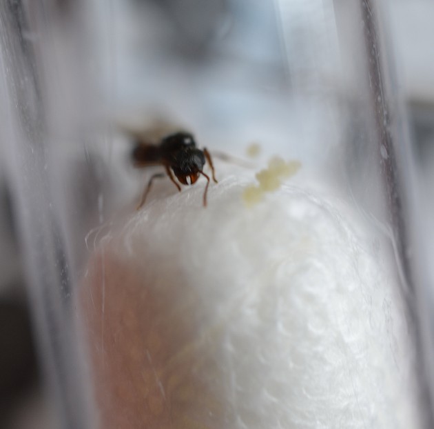 Tetramorium sp. 1 cut.jpg