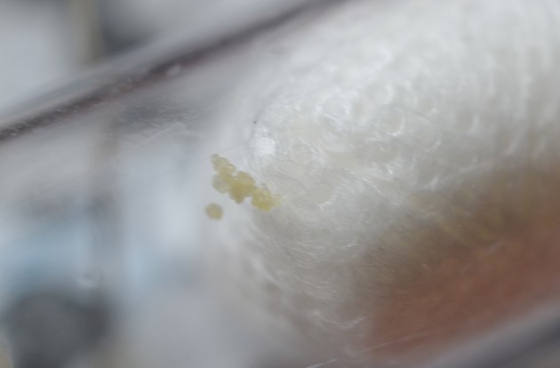 Tetramorium sp. 2 cut.jpg