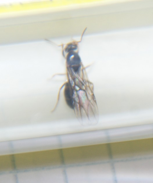 ants 1.jpg