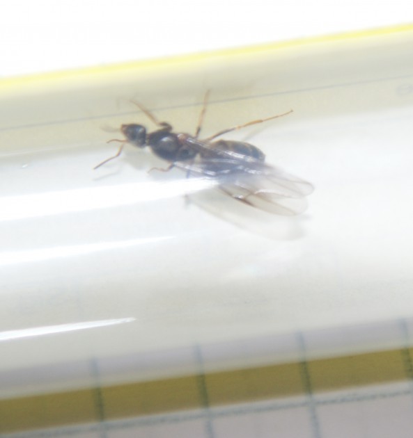 ants 2.jpg