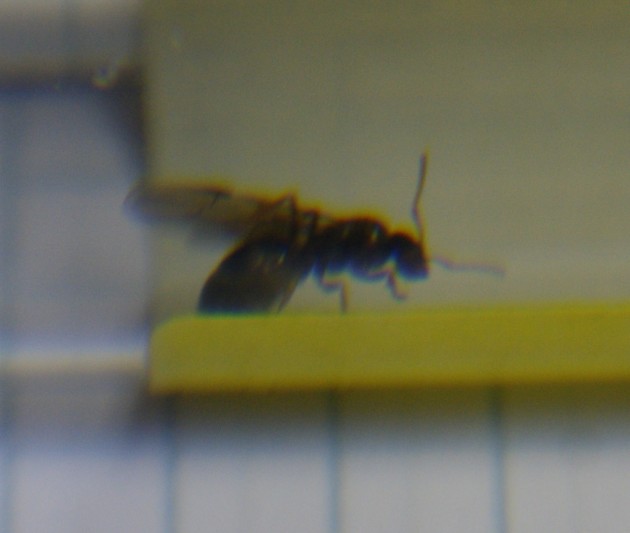 ants 3.jpg
