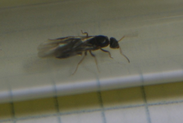 ants4.jpg