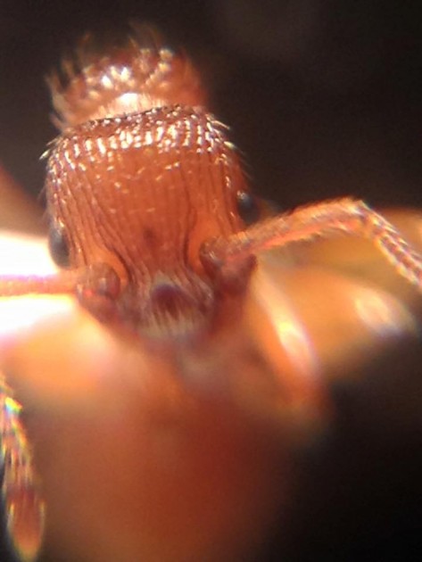 Myrmica sabuleti head.jpg
