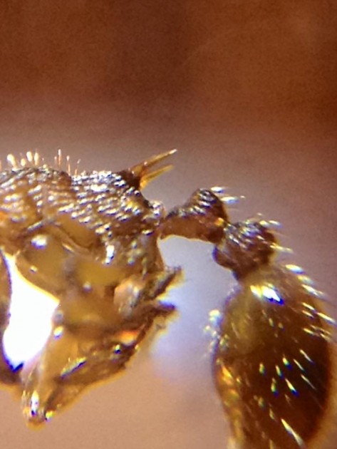 Myrmica sabuleti.jpg