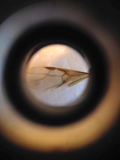 A. ovaticeps gyne forewing.jpg