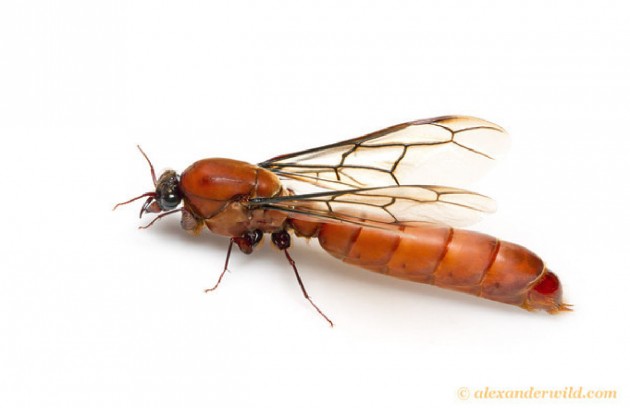 Antcourse 15.jpg