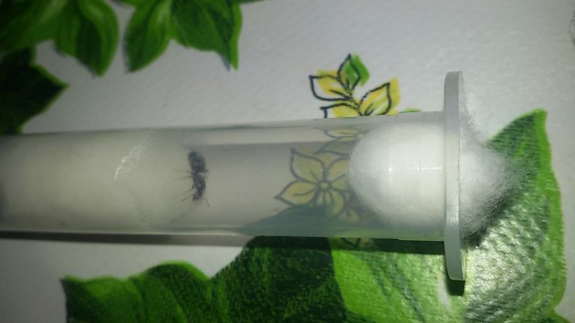 20160701_185925.jpg (242.4 KiB) Osservato 2829 volte 20160701_185925.jpg