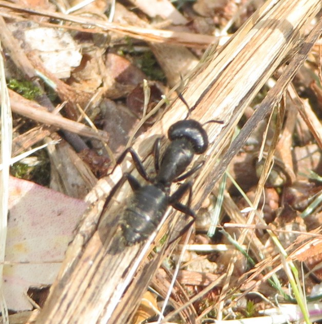 camponotus 02-07-2016.jpg