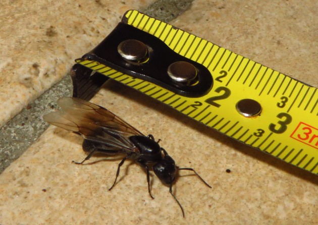 camponotus alato 02-07-2016.jpg