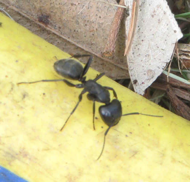 camponotus su canna 02-07-2016.jpg